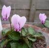 alpenveilchen-612px-Cyclamen_graecum04