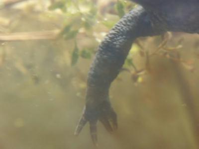 frosch2