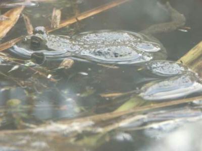 frosch3
