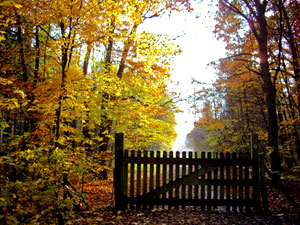 herbstwald