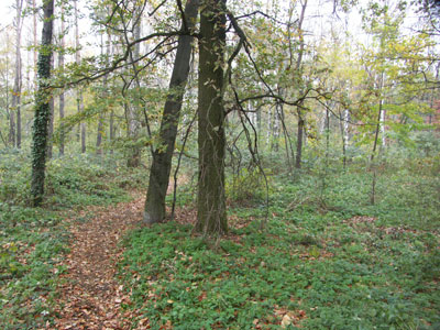 s-campwald