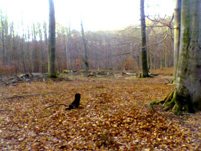 wald