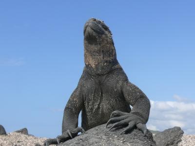 Galapagos-Inseln