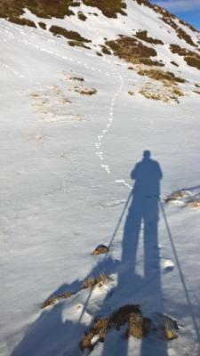 ...der stolze Schneehase... ...der stolze Schneehase...