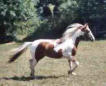 pferd1