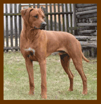 rhodesian