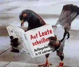 taube-scheisst-auf-leute