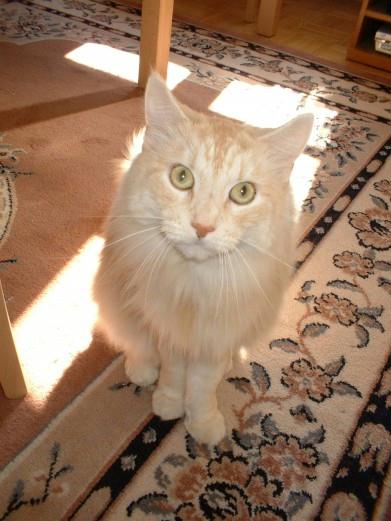 751maincoonmctabby