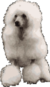 pudelwta3