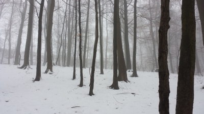 wald