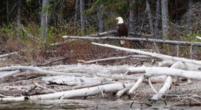 Weißkopfseeadler trohnt auf Gehölz am Seeufer