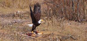Weißkopfseeadler mit großer Beute