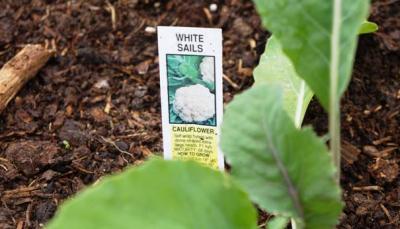 Schild Blumenkohl Schild Blumenkohl