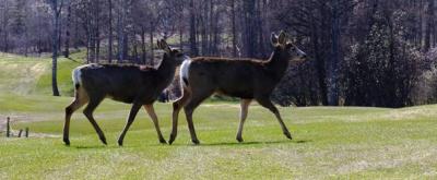 2 Deer haben die Ruhe weg