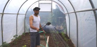 Wässere Pflanzen im Gewächshaus Wässere Pflanzen im Gewächshaus