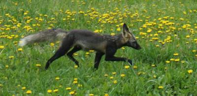 Fuchs schleicht ums Haus