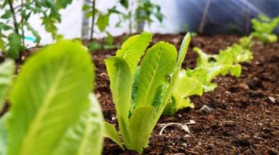 Pflanzen in Gewaechshaus Pflanzen in Gewaechshaus