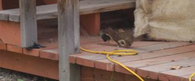 Wiesel mit Maus im Maul huscht unters Haus