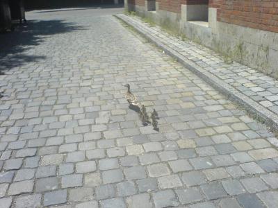 dsc00267