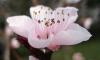 pfirsichblüte 03 07