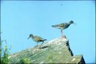 vogel