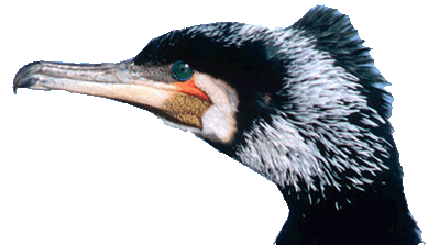 Kormoran