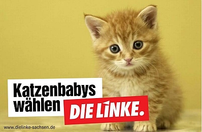 katzenbaby