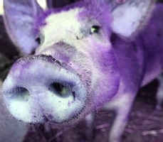 schwein