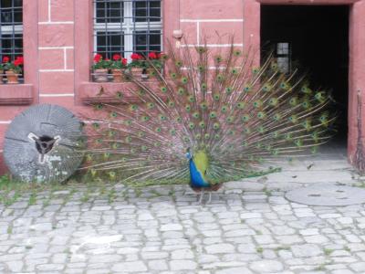 Pfau-im-Freilandmuseum