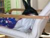 Unser Hase bei ihrer Lieblingsbeschäftigung
