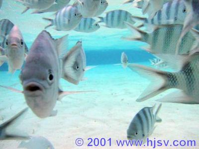 Fische