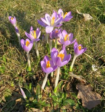 fruehling_2008_1_web