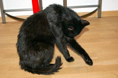 Armer-Kater
