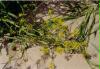 beachflowers