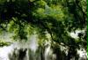 laketree2