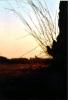 sungrass