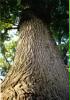 weiserbaum