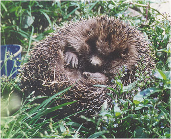 Igel-aufgerollt350