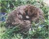 Igel-aufgerollt350