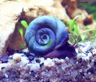 blaueposthornschnecke