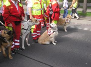 hundemai2010