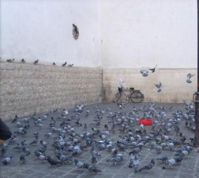 Damaszener Tauben Damaszener Tauben