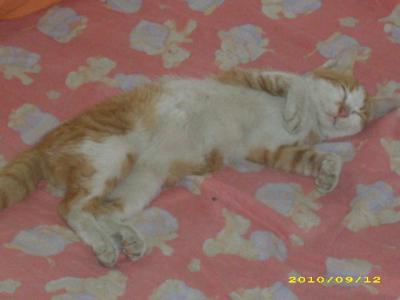 In Memorium Itzy - Mai 2010 bis 13. Dezember 2010