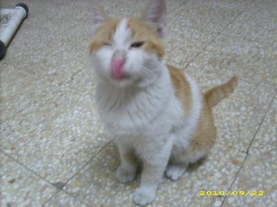 In Memorium Bitzy - Mai 2010 bis 2. Dezember 2010