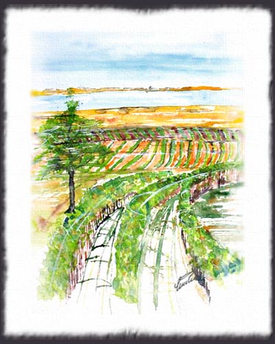 neusiedlersee-weinland