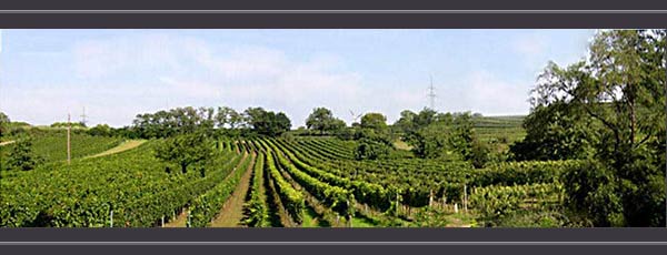 weiden-am-see-ausblick-hinten