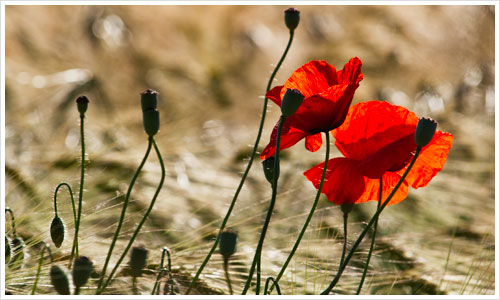Mohnblume im Gerstenfeld