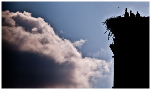 Storchennest am Beetzsee