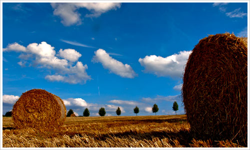 Strohballen auf einem Feld
