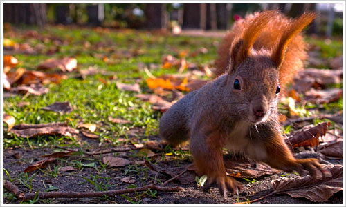Eichhoernchen aus der Nähe